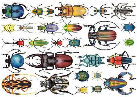 insetos da ordem coleoptera